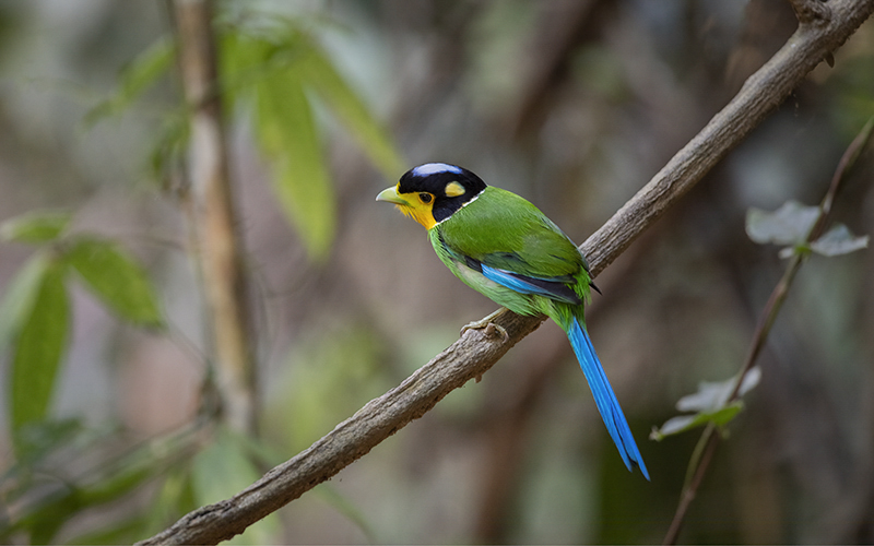 Long-tailed Broadbill (Psarisomus dalhousiae) at Di Linh Birding Trails - Southern Vietnam. Photo by: Bui Duc Tien - Vietnam Bird Photography Tours - Vietbirdphototours.com